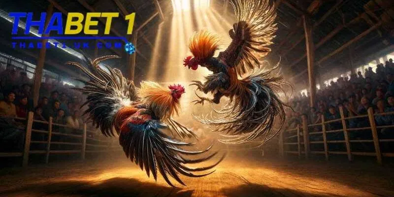 Đá gà Thomo Thabet: Cược kịch tính cùng trường gà đỉnh cao 4 Có kỹ năng đọc kèo tốt