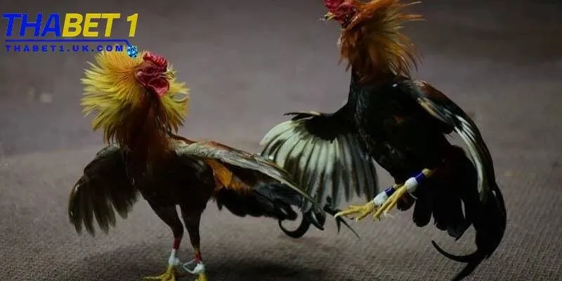Đá gà Thomo Thabet: Cược kịch tính cùng trường gà đỉnh cao 3 Cược chọi gà Thomo tại Thabet