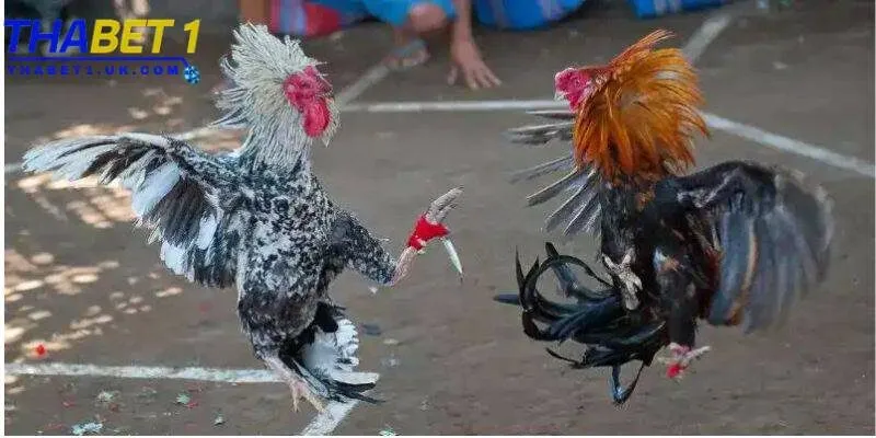 Đá gà cựa dao Thabet: Kịch tính, thắng lớn mỗi ván đấu 2 Đá gà cựa dao tại Thabet