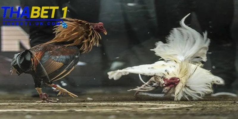 Đá gà Thabet phát trực tiếp 
