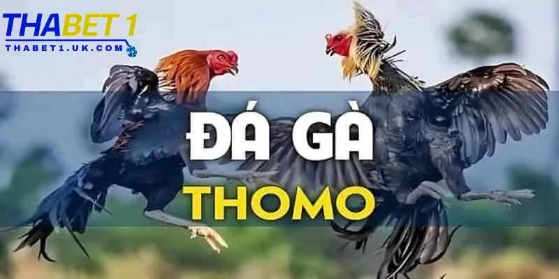 Đá gà Thomo Thabet: Cược kịch tính cùng trường gà đỉnh cao 1 Đá gà Thomo