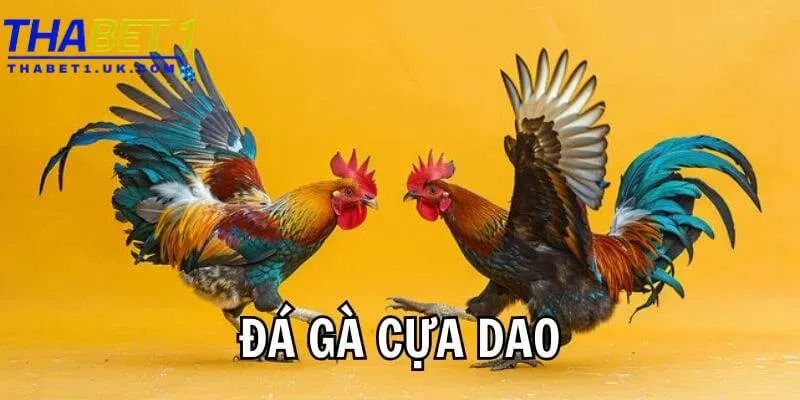 Đá gà cựa dao Thabet: Kịch tính, thắng lớn mỗi ván đấu 4 lựa chọn cửa cược