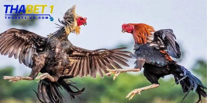 Tìm hiểu kỹ nài gà