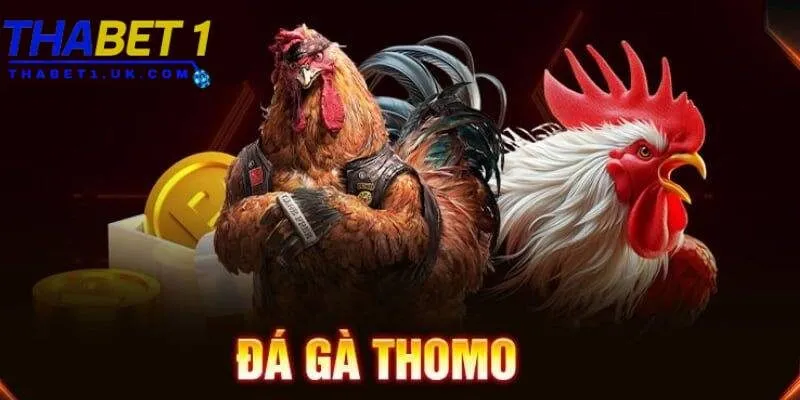 Đá gà Thomo Thabet: Cược kịch tính cùng trường gà đỉnh cao 2 Trường đấu chọi gà Thomo